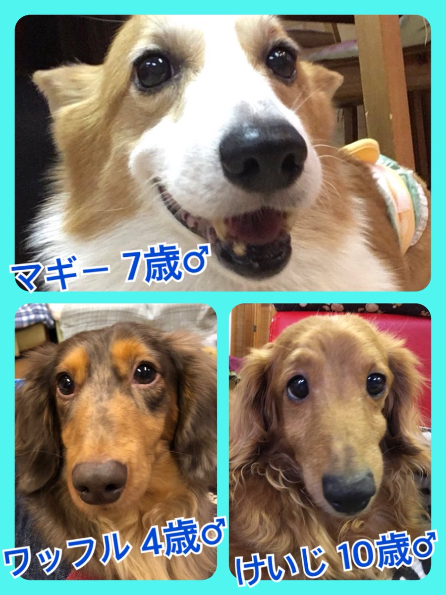 🐾今日の里親様募集中ワンコ🐶メンバーです🐾2019,1,16